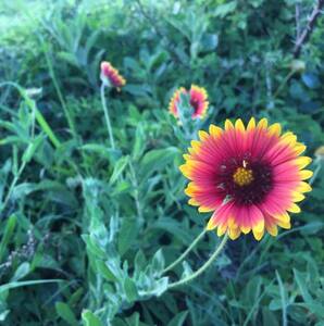 Team Page: NatureLoversChinese